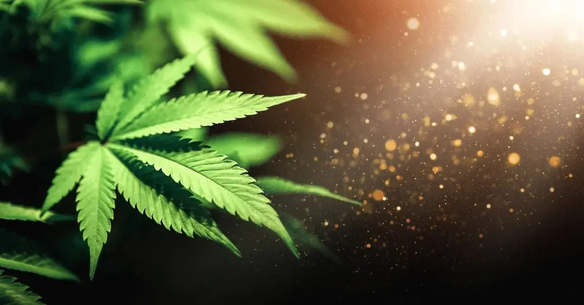 cannabis leaf