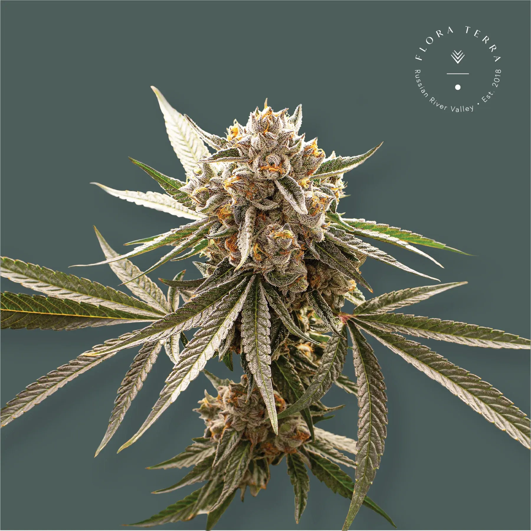 cannabis flower