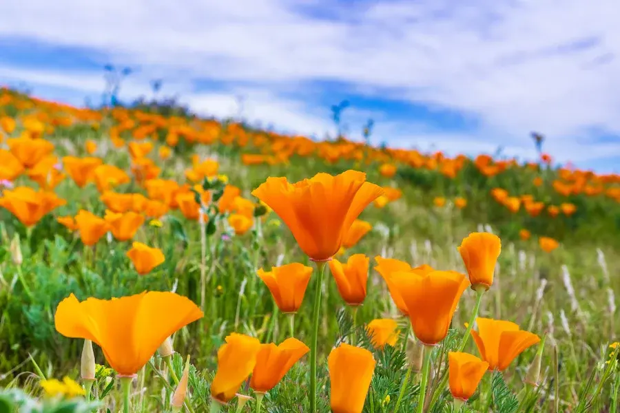 California Poppies Field