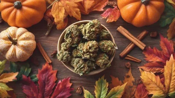 Best Fall Cannabis Strains Terpenes Effects