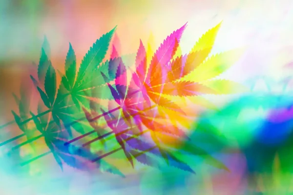 rainbow marijuana leaves