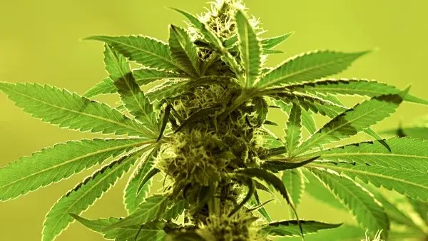 cannabis flower