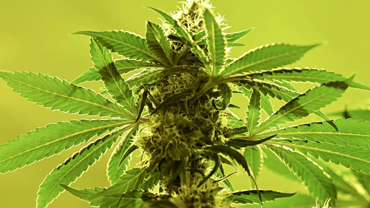 cannabis flower