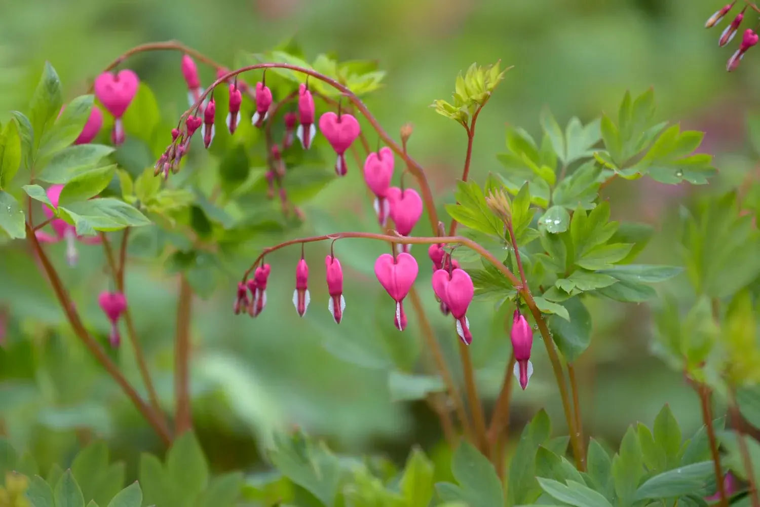 Pink bleeding heart flowers on arching stems