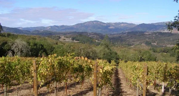 vineyard