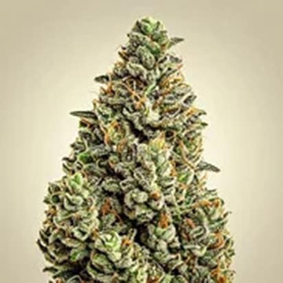Cannabis Flower