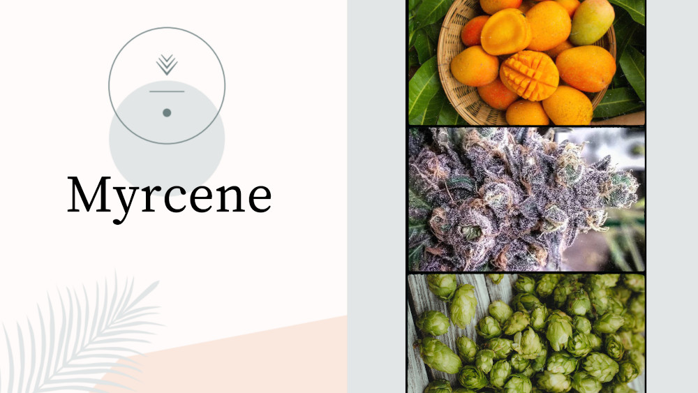 Terpene