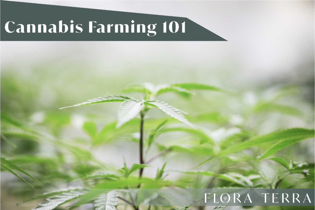 Cannabis Farming