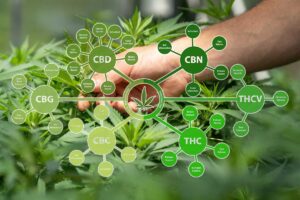 Image of Cannabis plant being tended to by human hand with graphic overlay of the Entourage Effect cannabinoids