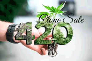 Santa Rosa Dispensary Clone Sale 420