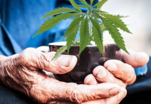 The Benefits of Cannabis, CBD, and THC for Seniors