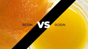 Debunking cannabis myths Rosin vs Resin