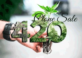 Santa Rosa Dispensary Clone Sale 420