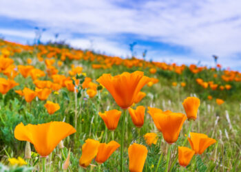 Close up of California Poppies (Eschscholzia californica) during peak blooming time, Antelope Valley California Poppy Reserve
